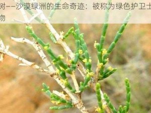 梭梭树——沙漠绿洲的生命奇迹：被称为绿色护卫士的神奇植物