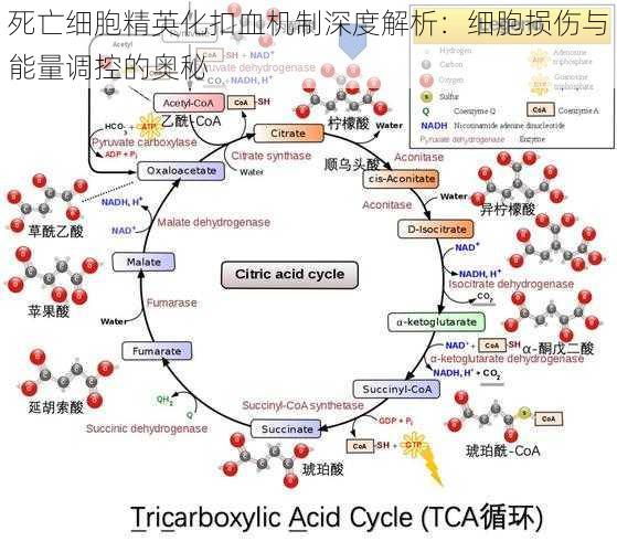 死亡细胞精英化扣血机制深度解析：细胞损伤与能量调控的奥秘